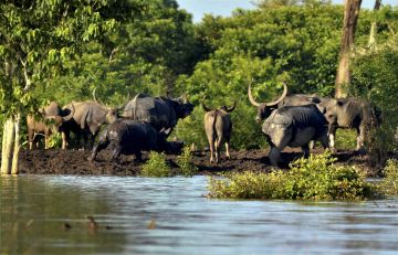 Best 6 Days Guwahati to Kaziranga National Park Tour Package