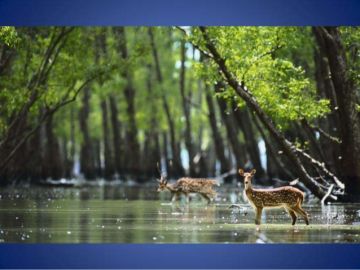 Magical 3 Days Kolkata, West Bengal, India to Sundarban Wildlife Trip Package
