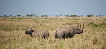 Ecstatic 4 Days Nairobi to Kenya Trip Package