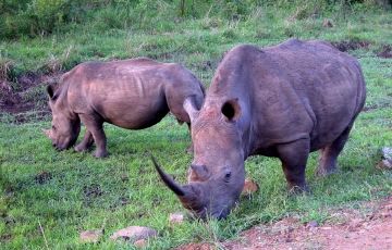 Experience 12 Days 11 Nights Masai Mara Wildlife Holiday Package