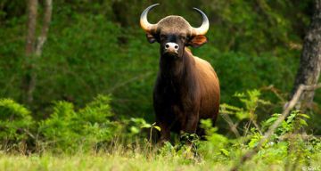 Ecstatic 3 Days 2 Nights Bangalore Family Holiday Package