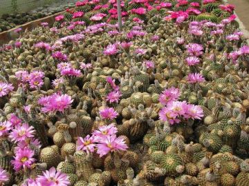 Pleasurable 10 Days Siliguri to Zuluk Vacation Package