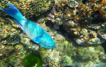 Beautiful 11 Days 10 Nights Goldcoast Holiday Package