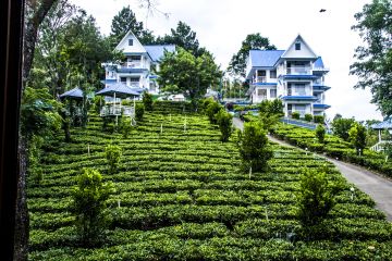 Family Getaway 3 Days 2 Nights Munnar Tour Package