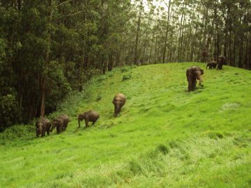 Family Getaway 4 Days 3 Nights Munnar Wildlife Holiday Package