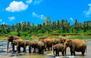 Ecstatic 5 Days 4 Nights Colombo Hill Stations Vacation Package