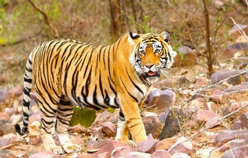 Magical Ranthambore Tour Package for 3 Days 2 Nights