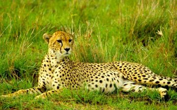 Ecstatic 4 Days Nairobi to Kenya Trip Package