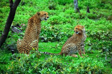 8 Days Arusha to Serengeti Tour Package