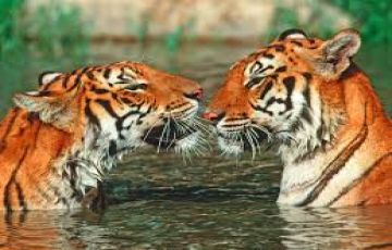 Amazing 4 Days 3 Nights Haldwani Family Trip Package