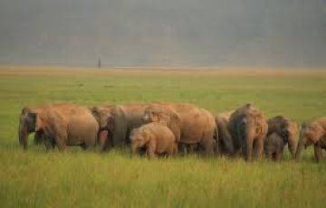 Experience 3 Days Delhi to Jim Corbett Trip Package
