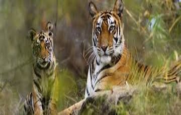 Experience 3 Days Delhi to Jim Corbett Trip Package