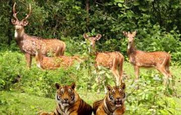 Experience 3 Days Delhi to Jim Corbett Trip Package