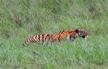 Experience 7 Days 6 Nights Nainital Forest Tour Package