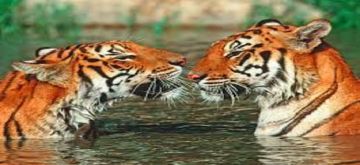 Beautiful 3 Days Ramnagar to JIM CORBETT Weekend Getaways Holiday Package