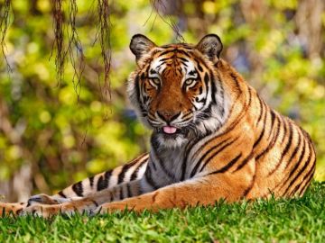 3 Days 2 Nights Delhi to corbett National park Trip Package