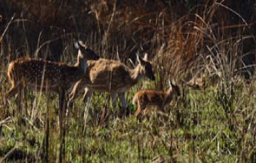 Heart-warming JIM CORBETT Tour Package for 3 Days 2 Nights