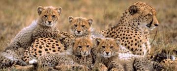 Pleasurable 10 Days Arusha to Manyara National Park Vacation Package