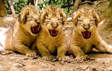 Amazing 7 Days 6 Nights kutch Vacation Package