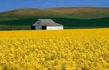 Heart-warming 4 Days Srinagar to Daksum Honeymoon Holiday Package