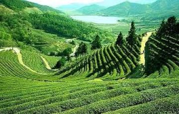 Best 9 Days 8 Nights Darjeeling, Gangtok, Kalimpong with Lachung Vacation Package