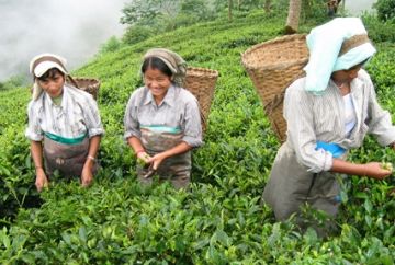 Magical 5 Days 4 Nights Gangtok Offbeat Holiday Package