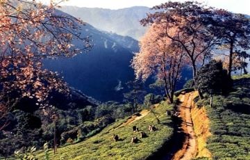 Beautiful 6 Days 5 Nights Darjeeling and Gangtok Tour Package