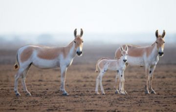 Pleasurable 7 Days 6 Nights Gir Religious Trip Package