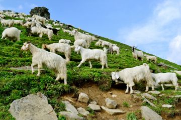 Heart-warming 6 Days Janglikh Honeymoon Vacation Package