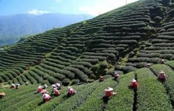 Ecstatic 4 Days 3 Nights Darjeeling Tour Package