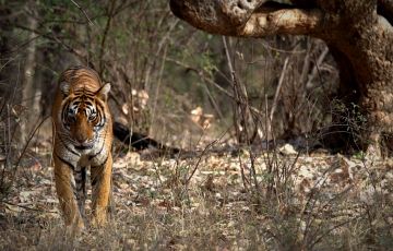 Ranthambore Tour Package from New Delhi