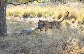 Ranthambore Tour Package from New Delhi