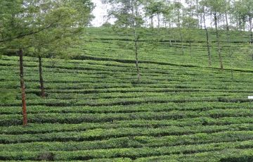 Beautiful 7 Days 6 Nights Munnar, Thekkady, Kovalam and Alleppey Tour Package