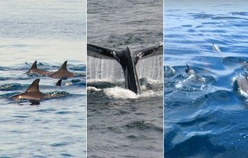 Memorable 11 Days 10 Nights Colombo Vacation Package