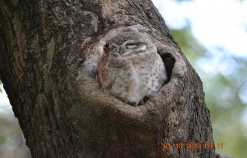 Beautiful 3 Days 2 Nights Ranthambore Vacation Package