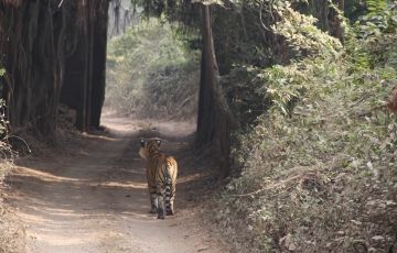 Beautiful 3 Days 2 Nights Ranthambore Vacation Package