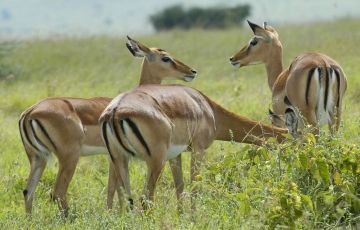 Ecstatic Amboseli National Park Tour Package for 15 Days 14 Nights