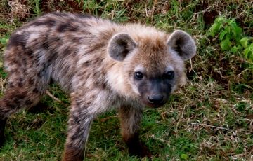 Amazing 5 Days 4 Nights Aberdares, Kenya, Great rift valley, Masai Mara national park and Nairobi Tour Package