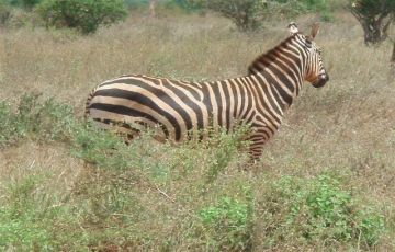 Pleasurable 2 Days 1 Night Voi, Diani and Mombasa Holiday Package