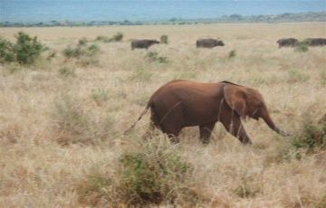 Pleasurable 2 Days 1 Night Voi, Diani and Mombasa Holiday Package