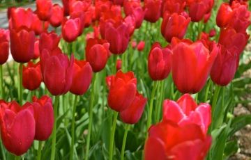 Best 7 Days 6 Nights Gulmarg Tour Package