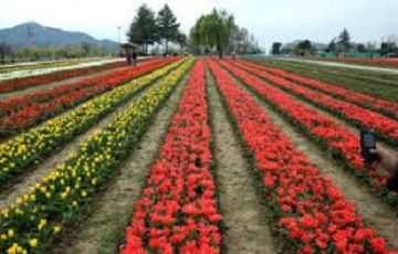 Pleasurable Gulmarg Tour Package for 6 Days 5 Nights