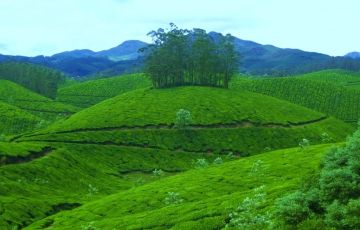 Memorable 5 Days 4 Nights Munnar, Thekkady with Alleppey Vacation Package