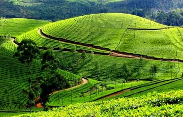 Experience 5 Days 4 Nights Munnar, Thekkady with Alleppey Trip Package