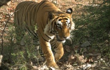Best Ranthambore Tour Package for 2 Days 1 Night