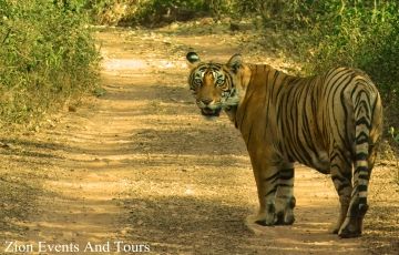 Best Ranthambore Tour Package for 2 Days 1 Night