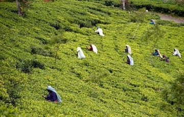 Ecstatic 5 Days 4 Nights Ramboda Vacation Package