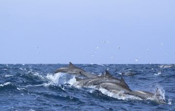 Ecstatic 5 Days 4 Nights Ramboda Vacation Package