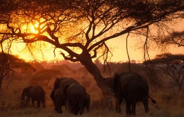 Experience Serengeti National Park Tour Package for 10 Days 9 Nights