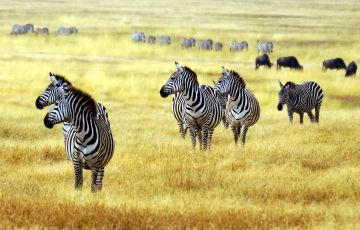 Experience Serengeti National Park Tour Package for 10 Days 9 Nights